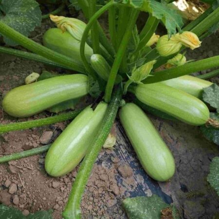 ΣΠΟΡΟΣ ΚΟΛΟΚΥΘΙ SUMMER ACE