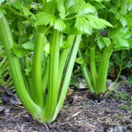 ΣΠΟΡΟΣ ΣΕΛΙΝΟ CELERY GIANT