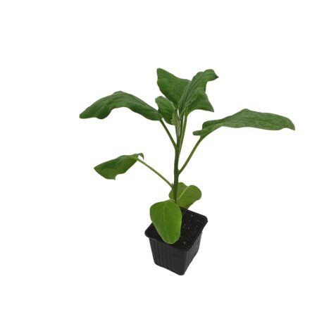 ΣΠΟΡΟΦΥΤΑ ΜΕΛΙΤΖΑΝΑ ΜΑΚΡΙΑ ΜΑΥΡΗ