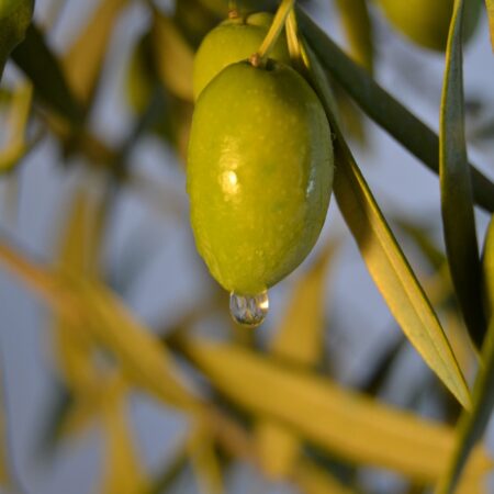Ελαιουργικά προϊόντα