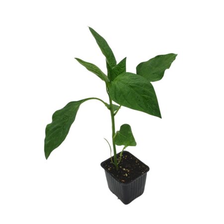 ΣΠΟΡΟΦΥΤΑ ΠΙΠΕΡΙΑ ΦΛΑΣΚΑ ΠΟΡΤΟΚΑΛΙ