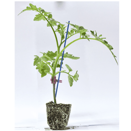 ΣΠΟΡΟΦΥΤΑ ΤΟΜΑΤΑ ΑΝΑΡΡΙΧΩΜΕΝΗ ΕΜΒΟΛΙΑΣΜΕΝΗ