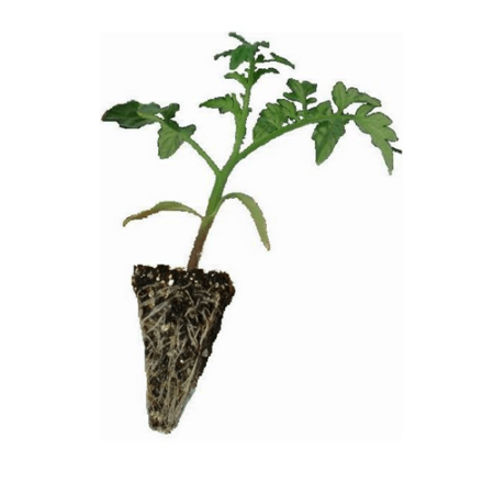 ΣΠΟΡΟΦΥΤΑ ΤΟΜΑΤΑ ΚΕΡΑΣΙ